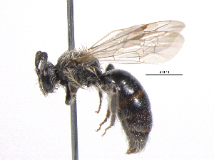  (Andrena imitatrix - BIOUG05530-F06)  @14 [ ] CC-0 (2012) CBG Photography Group Centre for Biodiversity Genomics