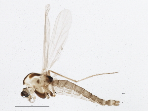  (Orthocladius carlatus - BIOUG05538-E07)  @14 [ ] CreativeCommons - Attribution (2013) CBG Photography Group Centre for Biodiversity Genomics