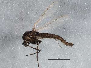  ( - BIOUG05538-H11)  @12 [ ] CreativeCommons - Attribution (2013) CBG Photography Group Centre for Biodiversity Genomics