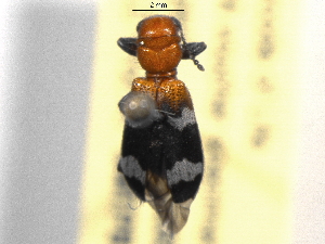  ( - BIOUG05540-B01)  @12 [ ] CreativeCommons - Attribution (2012) CBG Photography Group Centre for Biodiversity Genomics