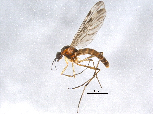  ( - BIOUG05556-F01)  @13 [ ] CreativeCommons - Attribution (2012) CBG Photography Group Centre for Biodiversity Genomics