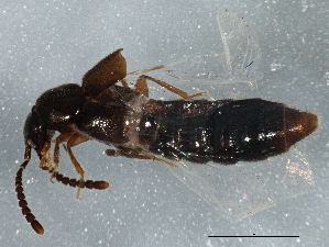  (Amarochara forticornis - BIOUG05595-C04)  @13 [ ] CreativeCommons - Attribution (2013) CBG Photography Group Centre for Biodiversity Genomics