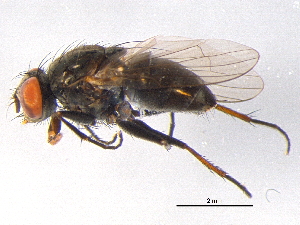  ( - BIOUG05653-C10)  @13 [ ] CreativeCommons - Attribution (2012) CBG Photography Group Centre for Biodiversity Genomics