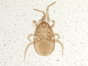  (Proprioseiopsis marginatus - BIOUG05657-A07)  @14 [ ] CreativeCommons - Attribution (2013) CBG Photography Group Centre for Biodiversity Genomics