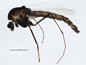  ( - BIOUG05699-E10)  @12 [ ] CreativeCommons - Attribution (2013) CBG Photography Group Centre for Biodiversity Genomics