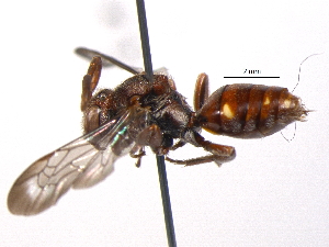  (Nomada denticulata - BIOUG05710-F08)  @14 [ ] CreativeCommons - Attribution (2012) CBG Photography Group Centre for Biodiversity Genomics