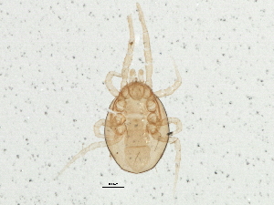  (Proprioseiopsis hurlbutti - BIOUG05718-B04)  @14 [ ] CreativeCommons - Attribution (2013) CBG Photography Group Centre for Biodiversity Genomics