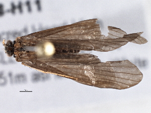  (Neophylax fuscus - BIOUG08378-H11)  @13 [ ] CreativeCommons - Attribution (2013) CBG Photography Group Centre for Biodiversity Genomics