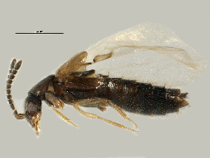  (Atheta aemula - BIOUG13055-H11)  @14 [ ] CreativeCommons - Attribution (2014) CBG Photography Group Centre for Biodiversity Genomics