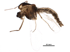  ( - BIOUG13059-B09)  @13 [ ] CreativeCommons - Attribution (2016) CBG Photography Group Centre for Biodiversity Genomics