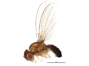  (Hirtodrosophila duncani - BIOUG13089-H03)  @14 [ ] CreativeCommons - Attribution (2014) CBG Photography Group Centre for Biodiversity Genomics