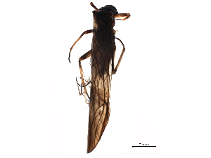  ( - BIOUG13120-C05)  @11 [ ] CreativeCommons - Attribution (2019) CBG Photography Group Centre for Biodiversity Genomics