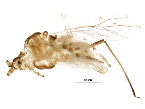  ( - BIOUG16013-C02)  @12 [ ] CreativeCommons - Attribution (2015) CBG Photography Group Centre for Biodiversity Genomics