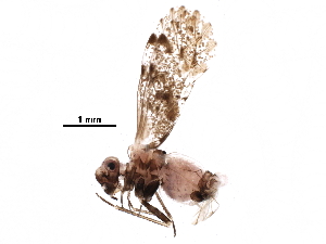  ( - BIOUG16023-G11)  @14 [ ] CreativeCommons - Attribution (2016) CBG Photography Group Centre for Biodiversity Genomics