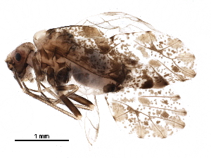  ( - BIOUG16023-H04)  @14 [ ] CreativeCommons - Attribution (2016) CBG Photography Group Centre for Biodiversity Genomics