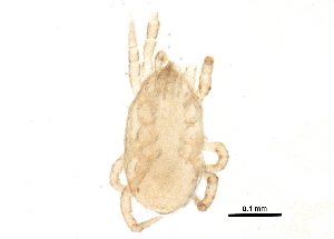  (Metaseiulus sp. JCS07 - BIOUG16047-A11)  @13 [ ] CreativeCommons - Attribution (2014) CBG Photography Group Centre for Biodiversity Genomics