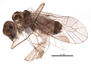  (Blastopsocus semistriatus - BIOUG16056-D01)  @14 [ ] CreativeCommons - Attribution (2016) CBG Photography Group Centre for Biodiversity Genomics