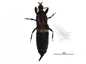  (Hoplothrips japonicus - BIOUG16066-D05)  @14 [ ] CreativeCommons - Attribution (2015) CBG Photography Group Centre for Biodiversity Genomics