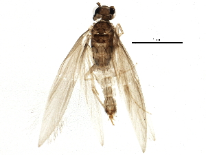  (Hydroptila albicornis - BIOUG16112-H05)  @14 [ ] CreativeCommons - Attribution (2014) CBG Photography Group Centre for Biodiversity Genomics