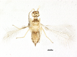  ( - BIOUG16124-A06)  @13 [ ] CreativeCommons - Attribution (2014) CBG Photography Group Centre for Biodiversity Genomics