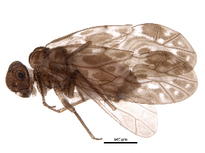  ( - BIOUG16077-G11)  @14 [ ] CreativeCommons - Attribution (2016) CBG Photography Group Centre for Biodiversity Genomics