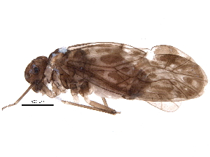  ( - BIOUG16077-H01)  @14 [ ] CreativeCommons - Attribution (2016) CBG Photography Group Centre for Biodiversity Genomics