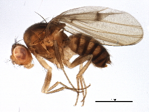  (Drosophila rellima - BIOUG16148-F04)  @15 [ ] CreativeCommons - Attribution (2014) CBG Photography Group Centre for Biodiversity Genomics
