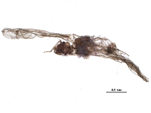  ( - BIOUG16150-C10)  @14 [ ] CreativeCommons - Attribution (2014) CBG Photography Group Centre for Biodiversity Genomics