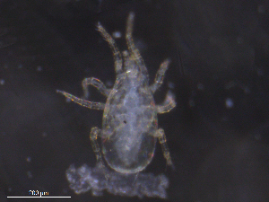  ( - BIOUG16168-D09)  @11 [ ] CreativeCommons - Attribution (2019) CBG Photography Group Centre for Biodiversity Genomics