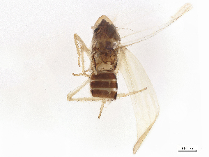  (Dikraneura absenta - BIOUG16063-D01)  @11 [ ] CreativeCommons - Attribution Share - Alike (2025) CBG Photography Group Centre for Biodiversity Genomics