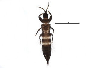  (Hoplandrothrips pergandei - BIOUG21911-H02)  @14 [ ] CreativeCommons - Attribution (2015) CBG Photography Group Centre for Biodiversity Genomics