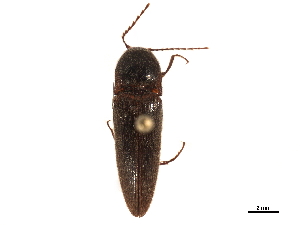  ( - BIOUG21920-A03)  @11 [ ] CreativeCommons - Attribution (2018) CBG Photography Group Centre for Biodiversity Genomics
