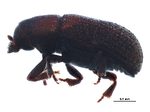  (Hylurgops pinifex - BIOUG21930-E06)  @14 [ ] CreativeCommons - Attribution (2015) CBG Photography Group Centre for Biodiversity Genomics