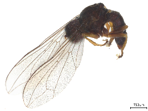  ( - BIOUG21938-C02)  @11 [ ] CreativeCommons - Attribution (2025) CBG Photography Group Centre for Biodiversity Genomics