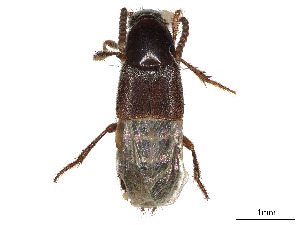  ( - BIOUG21939-D03)  @11 [ ] CreativeCommons - Attribution Share - Alike (2023) CBG Photography Group Centre for Biodiversity Genomics