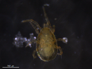  ( - BIOUG21940-B01)  @11 [ ] CreativeCommons - Attribution (2019) CBG Photography Group Centre for Biodiversity Genomics