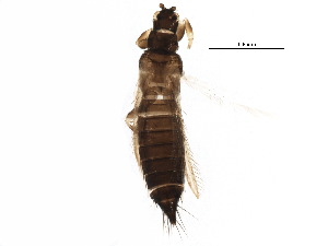  ( - BIOUG21944-C01)  @14 [ ] CreativeCommons - Attribution (2015) CBG Photography Group Centre for Biodiversity Genomics