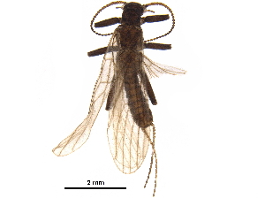  ( - BIOUG21965-C08)  @11 [ ] CreativeCommons - Attribution (2018) CBG Photography Group Centre for Biodiversity Genomics