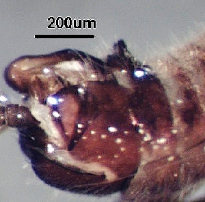  ( - BIOUG21980-G11)  @11 [ ] CC-0 (2018) David Burton Unspecified