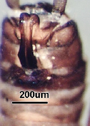  ( - BIOUG21980-G11)  @11 [ ] CC-0 (2018) David Burton Unspecified