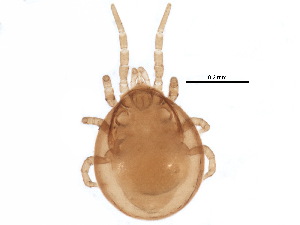  (Arrenoseius - BIOUG22019-C03)  @14 [ ] CreativeCommons - Attribution (2015) CBG Photography Group Centre for Biodiversity Genomics