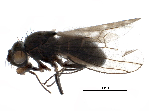  (Scatophila - BIOUG22026-C12)  @14 [ ] CreativeCommons - Attribution (2015) CBG Photography Group Centre for Biodiversity Genomics