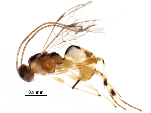  ( - BIOUG25481-B11)  @14 [ ] CreativeCommons - Attribution (2017) CBG Photography Group Centre for Biodiversity Genomics