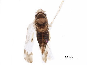  ( - BIOUG25503-B04)  @13 [ ] CreativeCommons - Attribution (2017) CBG Photography Group Centre for Biodiversity Genomics