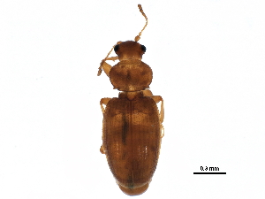  (Corticarina longipennis - BIOUG25545-F11)  @15 [ ] CreativeCommons - Attribution (2015) CBG Photography Group Centre for Biodiversity Genomics