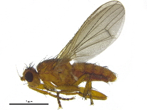  (Lutomyia distincta - BIOUG25546-H06)  @14 [ ] CreativeCommons - Attribution (2015) CBG Photography Group Centre for Biodiversity Genomics