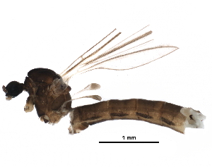  ( - BIOUG25552-H10)  @13 [ ] CreativeCommons - Attribution (2015) CBG Photography Group Centre for Biodiversity Genomics