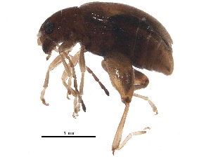  (Longitarsus ferrugineus - BIOUG25559-F04)  @14 [ ] CreativeCommons - Attribution (2015) CBG Photography Group Centre for Biodiversity Genomics