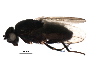  (Rachispoda michigana - BIOUG25562-C03)  @14 [ ] CreativeCommons - Attribution (2015) CBG Photography Group Centre for Biodiversity Genomics