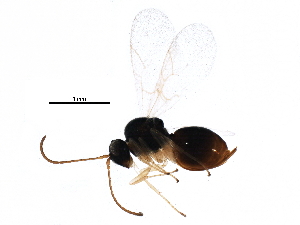  ( - BIOUG25565-G03)  @13 [ ] CreativeCommons - Attribution (2015) CBG Photography Group Centre for Biodiversity Genomics